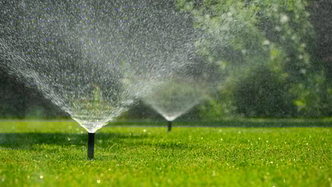 Sprinklers watering a green lawn