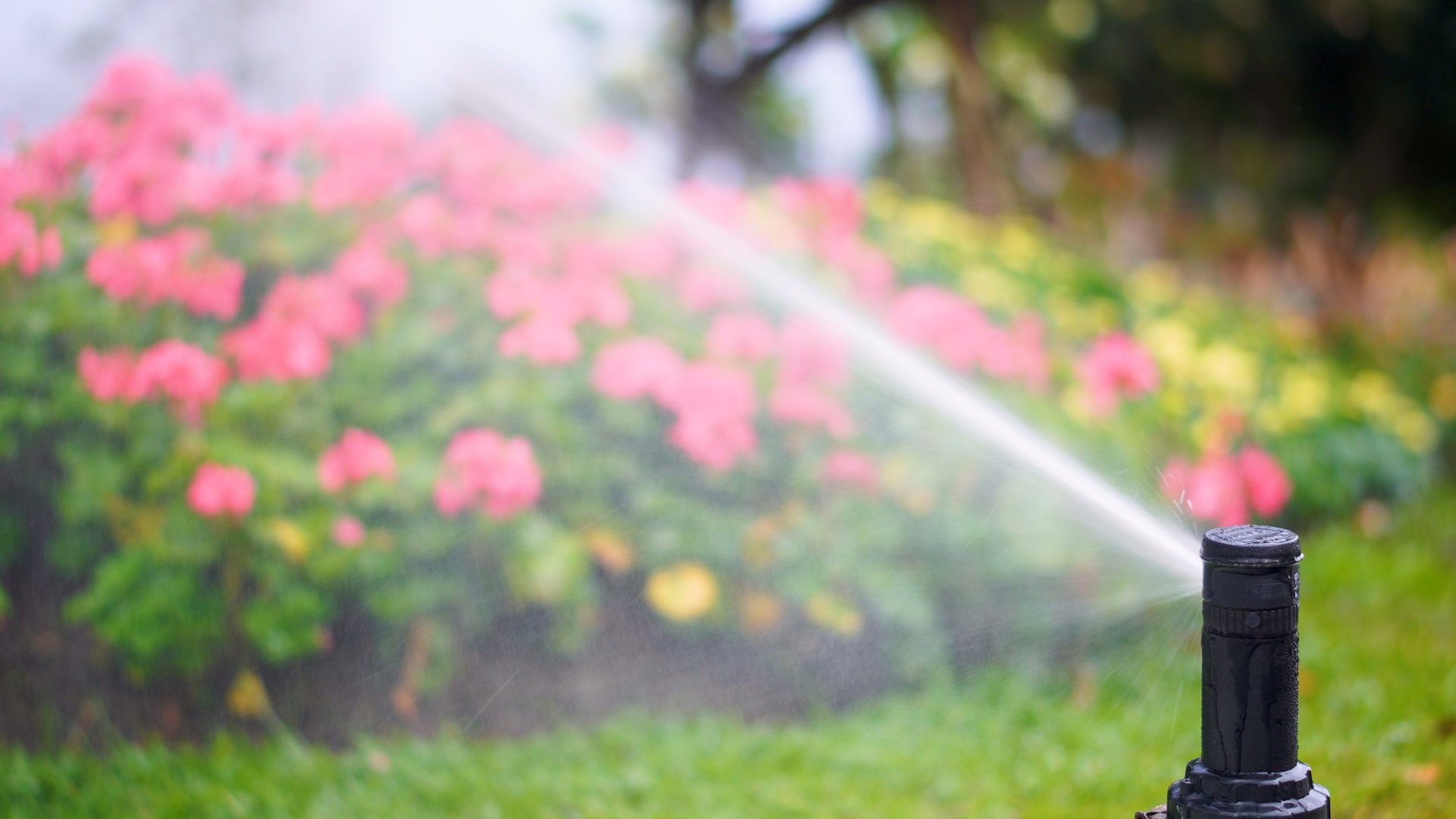 Watering garden flowers with sprinkler