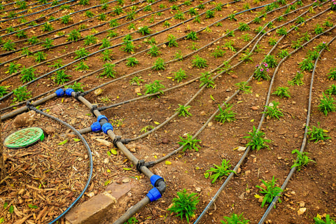 Garden plot with drip irrigation